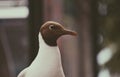 Close up of a black-headed Gull in city Royalty Free Stock Photo