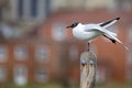 Close up of a Black Headed Gull perched on a post on one leg Royalty Free Stock Photo