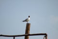 Closeup of a black-headed gull which sits on a wood with a blue sky behind