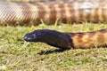 Close-up Black-Headed Python Australian snake with tongue out Royalty Free Stock Photo