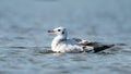 Close up a Black-headed seagull chroicocephalus ridibundus Royalty Free Stock Photo