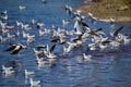 Close up black-headed seagull chroicocephalus ridibundus Royalty Free Stock Photo