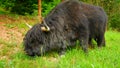 A black Highland cow in a forest Royalty Free Stock Photo