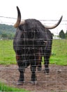 Close up of black Highland cow, Scottish Highlands, Scotland Royalty Free Stock Photo