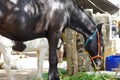 Close Up of a black horse is eating green fodder outside a building. Purebred horses eating fresh hay. Thoroughbred mares in the