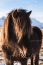 Close-up black horse, head shot Royalty Free Stock Photo