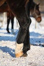 Close up of black horse legs Royalty Free Stock Photo