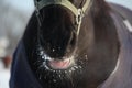 Close up of black horse nuzzle