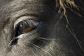 Close up of a black horse`s eye.