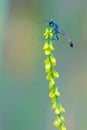 Ichneumon fly