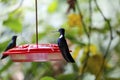 Close-up of a two of Black Inca hummingbird sitting on a red hummingbird feeder, Rogitama Biodiversidad, Colombia Royalty Free Stock Photo
