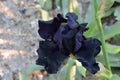 Close up of black iris flower