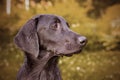 Close up of black labrador retriever dog in Finland. The dog is hunting type and slim.