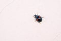 lady beetle Royalty Free Stock Photo