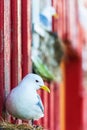 Close up at a black legged kittiwake at a red house wall Royalty Free Stock Photo