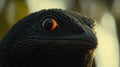 Close-up black lizard, forest background, sunset light, wildlife documentary Royalty Free Stock Photo