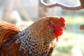 Close up of a brahma rooster