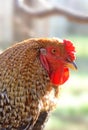 Close up of a brahma rooster