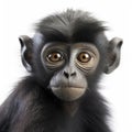 Close up of a black monkey looking at the camera in front of a white background Royalty Free Stock Photo