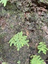 black mud background There are small trees growing there. Royalty Free Stock Photo