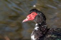 Close up of Black Muscovy duck head. Selective focus Royalty Free Stock Photo