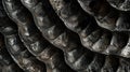 Close-up of Black Mushroom Underside, Hyper-Realistic Texture,With Natural Architecture of Gills Royalty Free Stock Photo