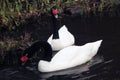 A close up of a Black Necked Swan Royalty Free Stock Photo