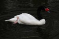 A close up of a Black Necked Swan Royalty Free Stock Photo