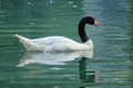 Black-necked Swan Royalty Free Stock Photo