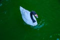 Close-up of a Black-necked swan swimming in the water. Royalty Free Stock Photo