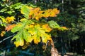 Close up of Black oak Quercus kelloggii leaves painted in autumn colors, Calaveras Big Trees State Park, California