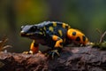Close-up of a black and orange frog sitting on a stone in the forest Royalty Free Stock Photo