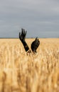 Close up black painted arms raised above wheatfield concept photo Royalty Free Stock Photo