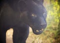 A Close Up Black Panther, Panthera onca
