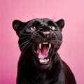 Close-up black panther portrait, studio shoot concept on pink background