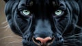 close up of a black panthers face shiny black fur intense green Royalty Free Stock Photo