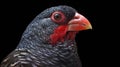 Close up of a black parrot with red eyes on a black background Royalty Free Stock Photo