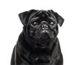 Close-up of a black Pug, 2 years old, isolated Royalty Free Stock Photo