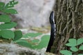 Close up black rat snake climbing tree trunk