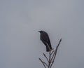close up black raven crow sitting on the bare tree branch on gray sky winter background Royalty Free Stock Photo