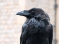 Close up black raven on fence of tower of London