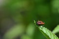 Close-up of a black and red fire bug Pyrrhocoris apterus waiting on the leaf of a peppermint plant Royalty Free Stock Photo