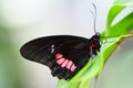 Close-up of a black and red passion flower butterfly sitting on a green leaf against a light background Royalty Free Stock Photo
