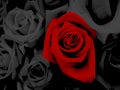 Close-up Black and red roses with water drops forvalentine Royalty Free Stock Photo