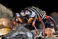 Close up of a black and red striped scorpion beetle on rock