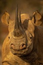 Close-up of black rhino staring at camera