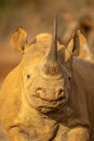 Close-up of black rhino staring towards camera Royalty Free Stock Photo