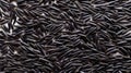 Close-up of black rice grains scattered on a white background, top view. Wild rice texture. Suitable for food and