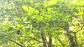 Close-up. Black ripe and red unripe mulberries on the branch. Mulberry tree. Healthy berries.