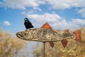 Close up of Black Rook perched on wooden pike weather vane